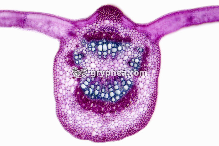 Feuille de Vigne CT x25 - gryphea.com